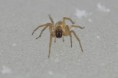 /album/clubionidae/clubiona-sp-22-jpg/